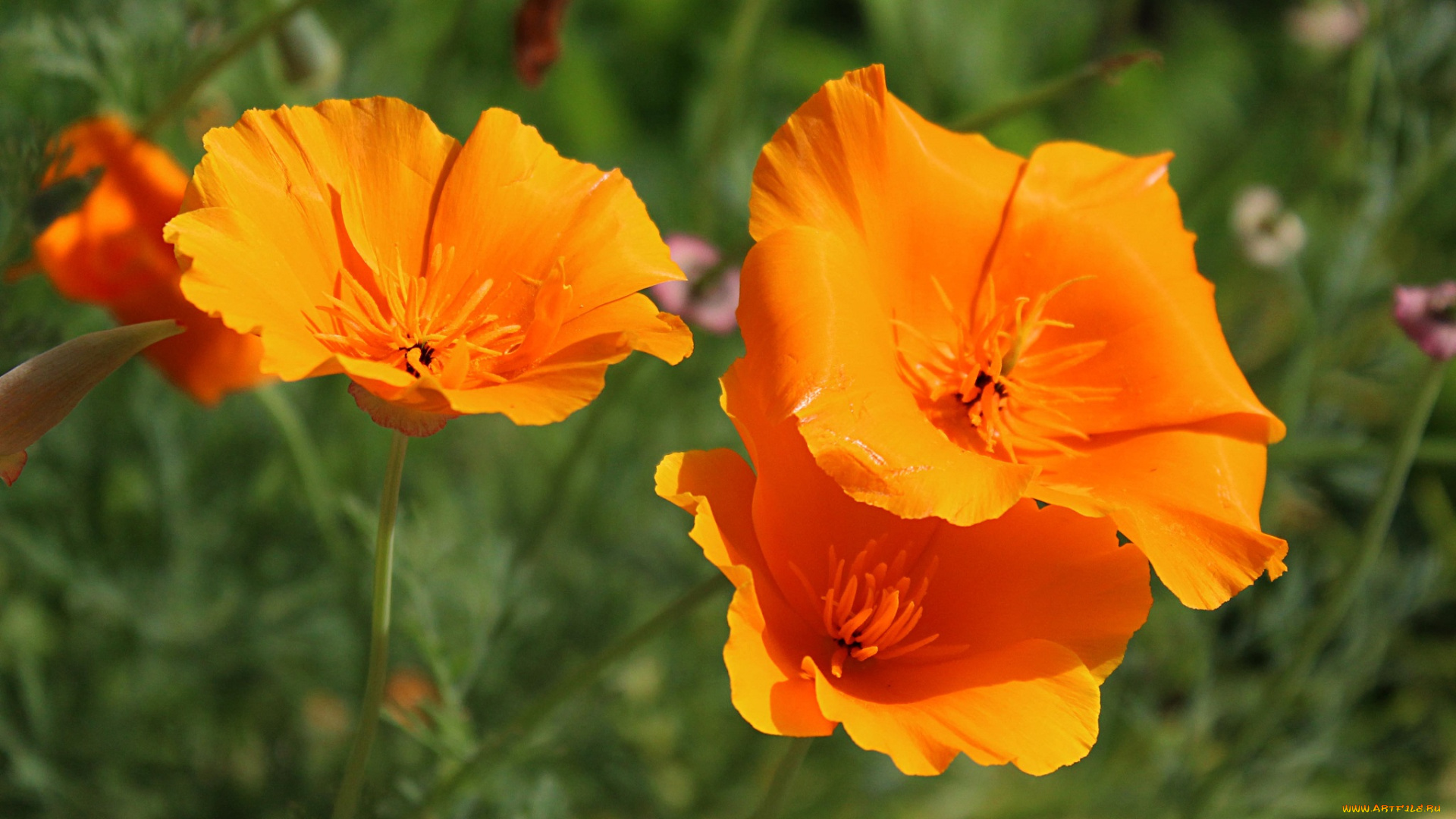 цветы, эшшольция, , калифорнийский, мак, лето, макро, эшшольция, садовые, флора, растения