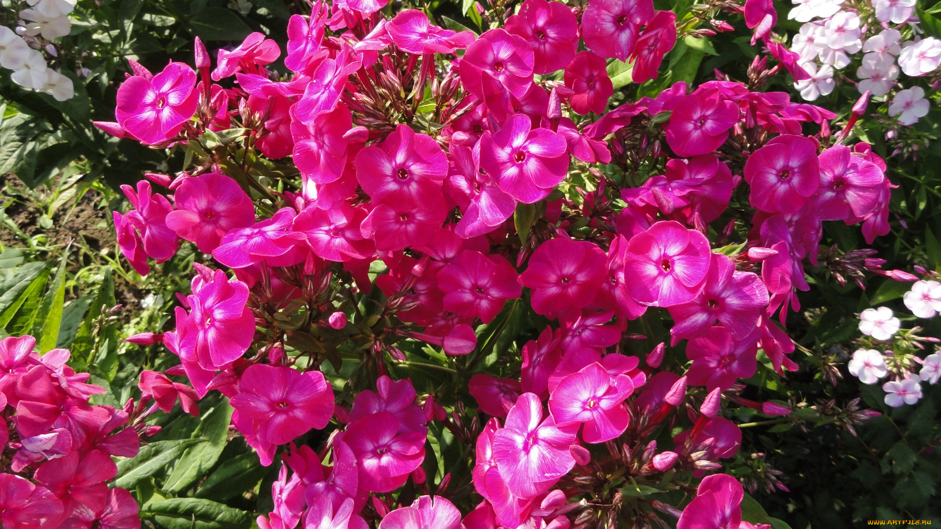 цветы, флоксы, разноцветные