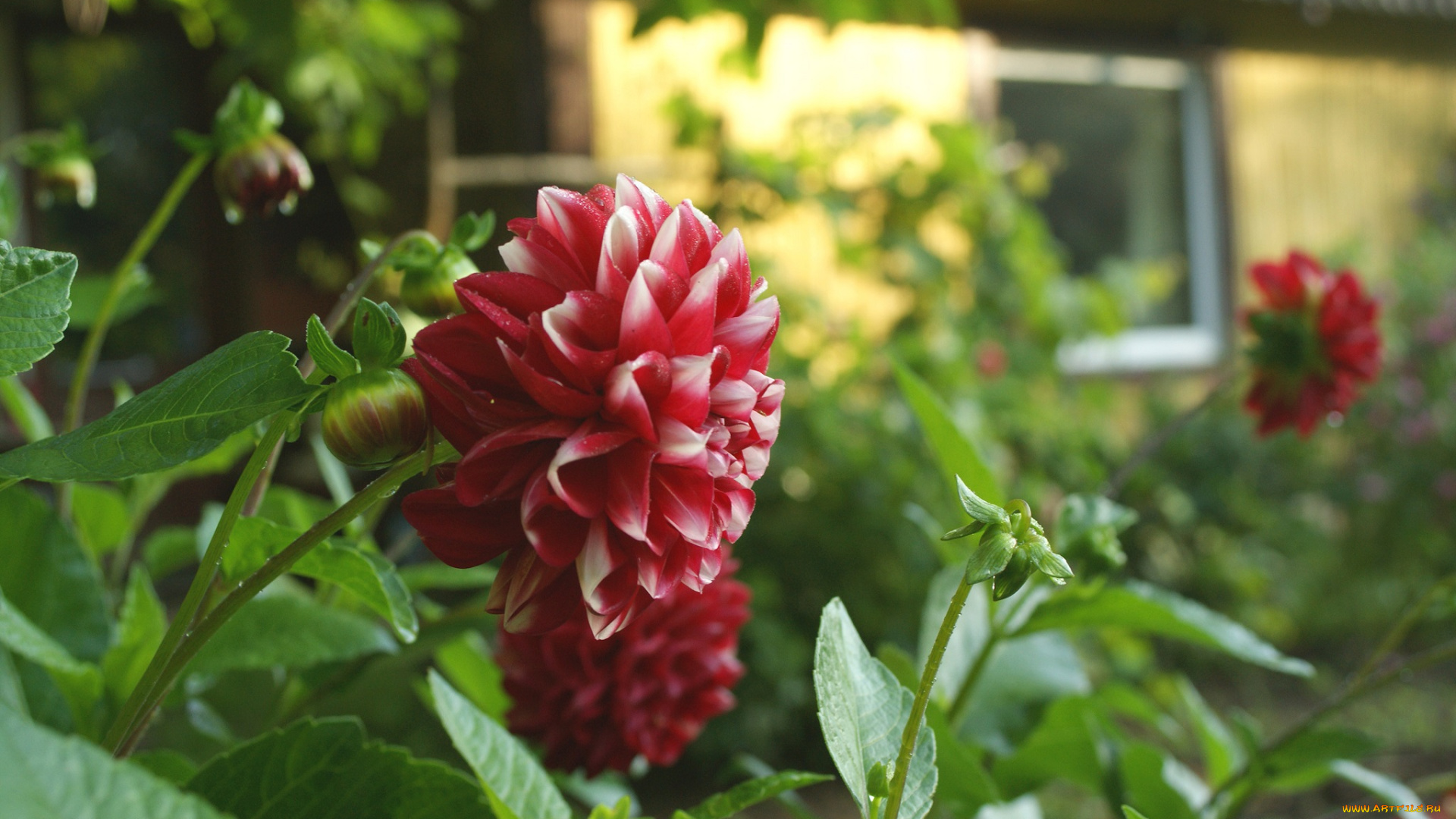 цветы, георгины, дача