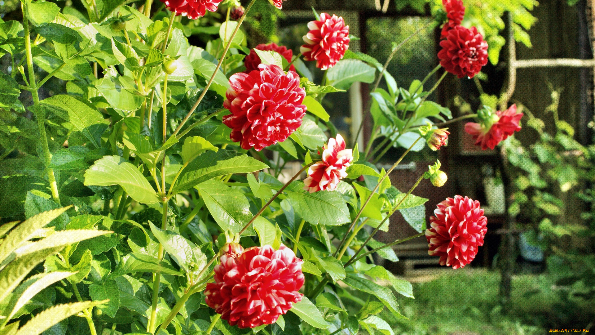 цветы, георгины, дача