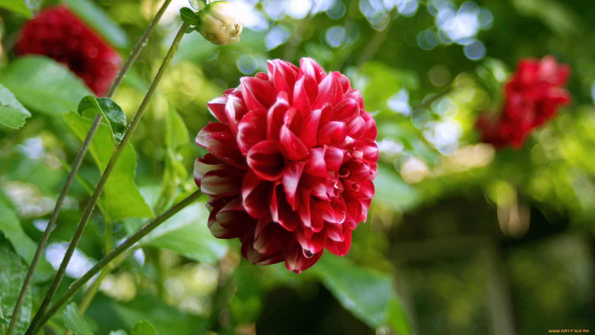 цветы, георгины, сад, дача