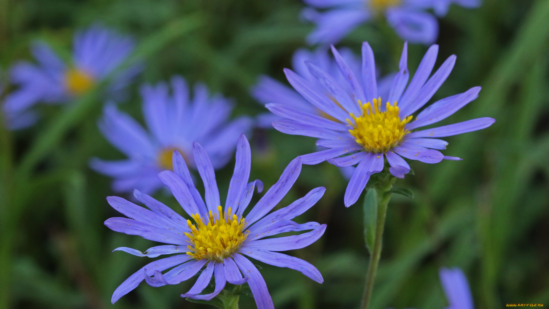 цветы, голубые