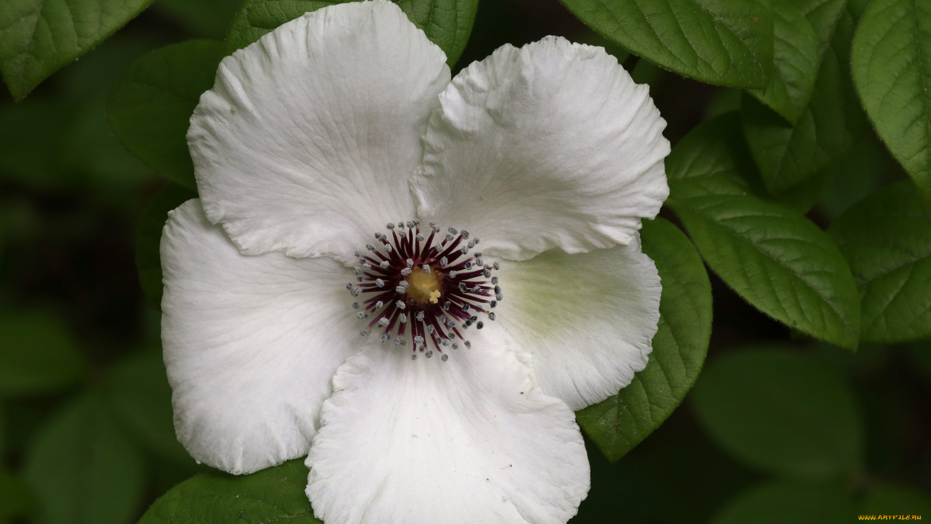 цветы, клематис, , ломонос, белый