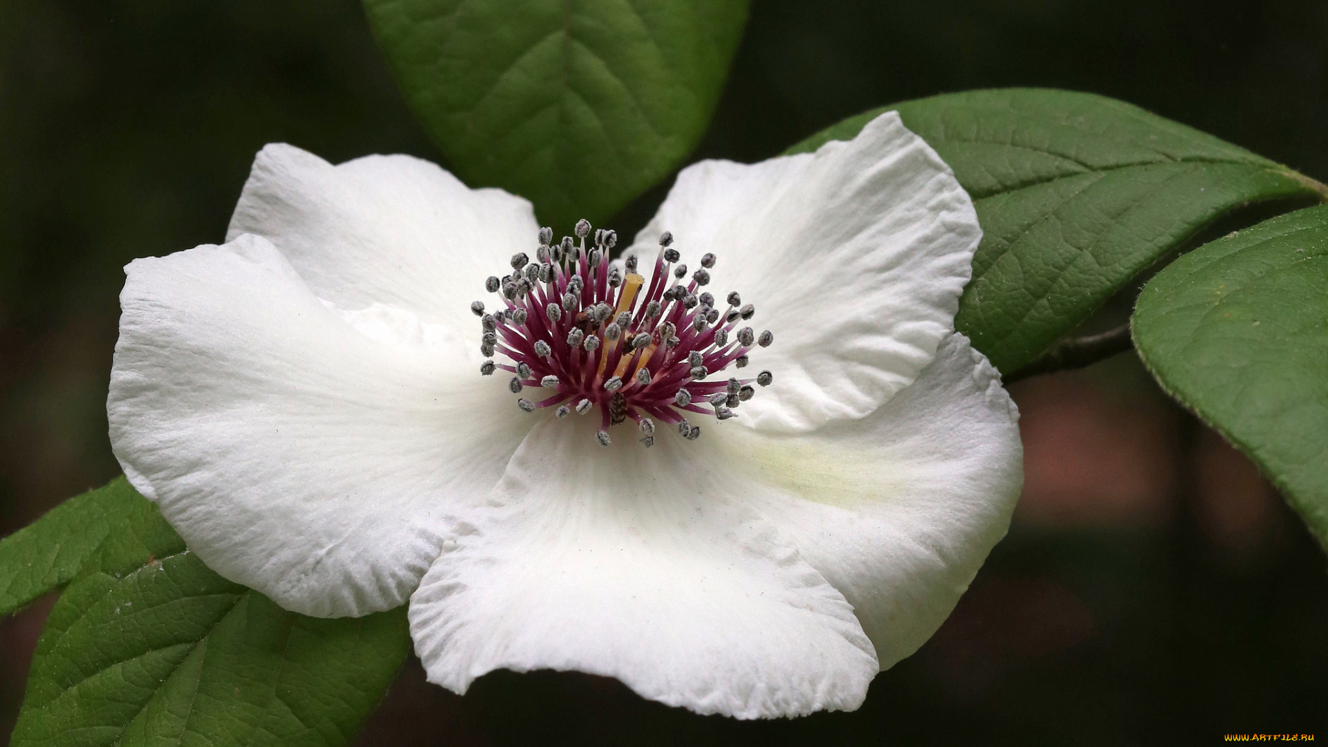 цветы, клематис, , ломонос, клематис