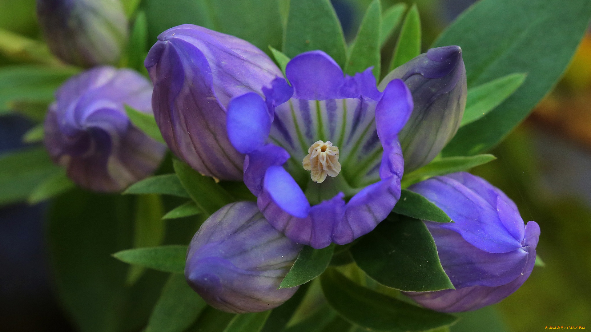 цветы, колокольчики