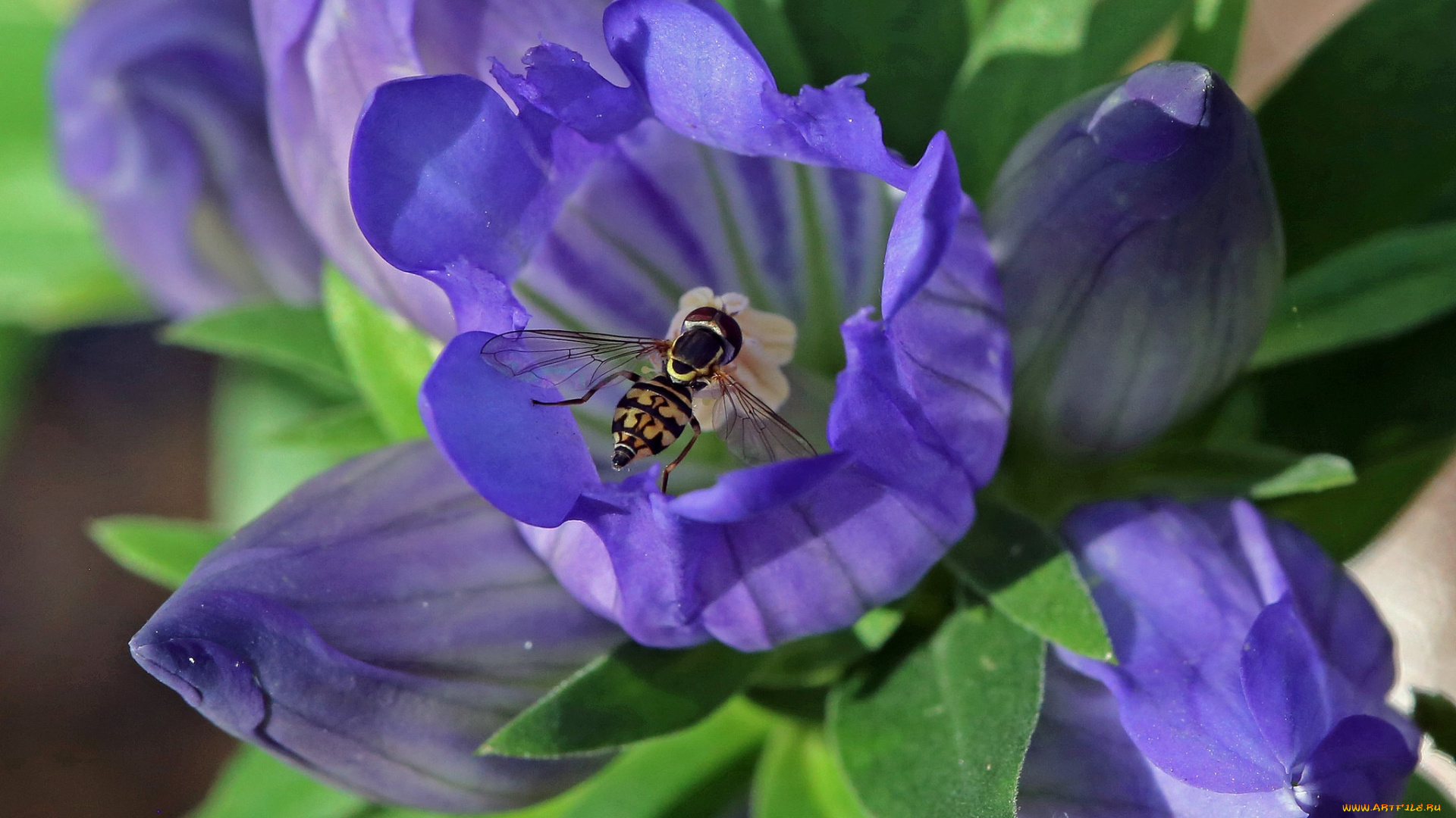 цветы, колокольчики