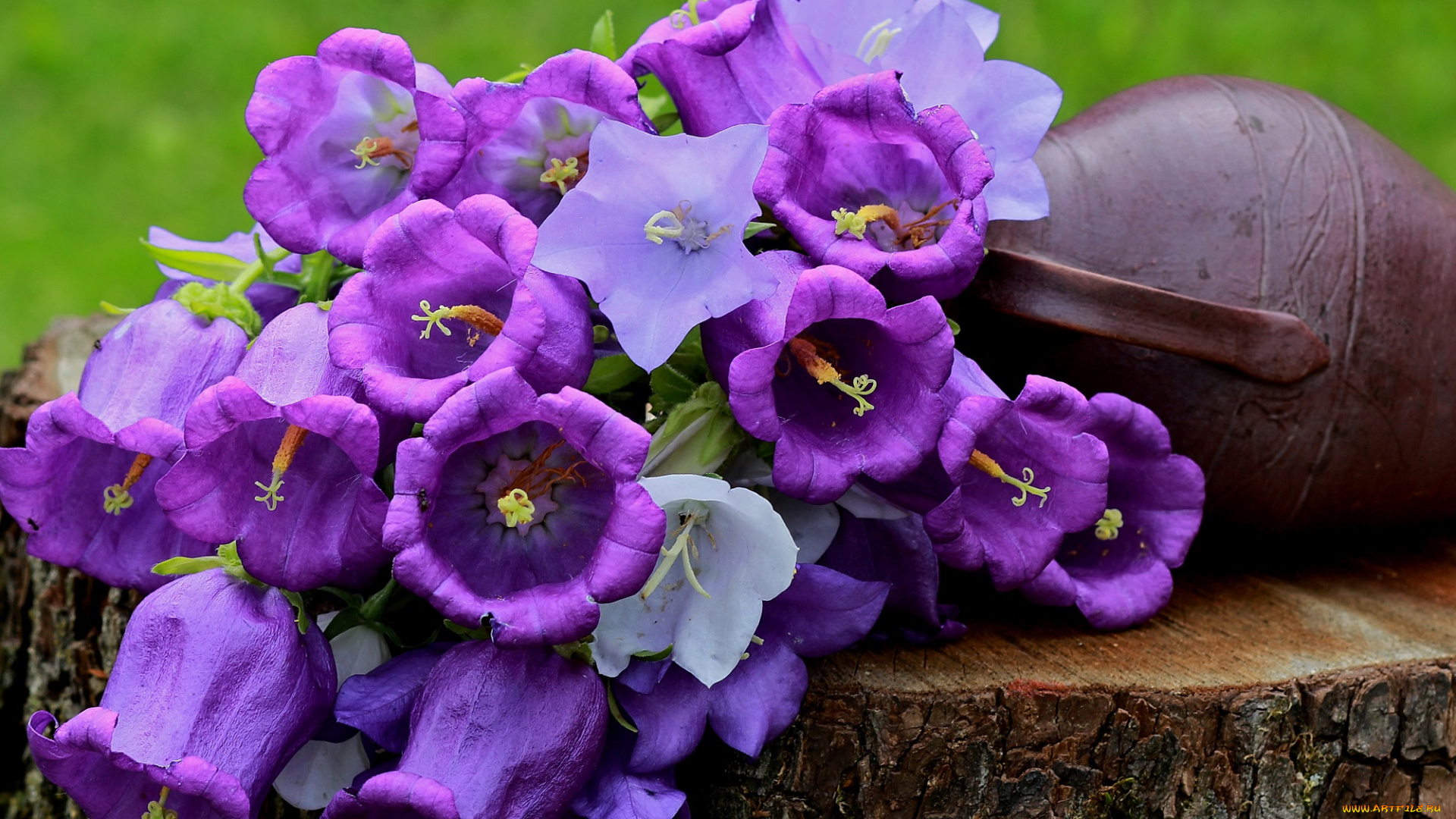 цветы, колокольчики, лето, полевые, натюрморт