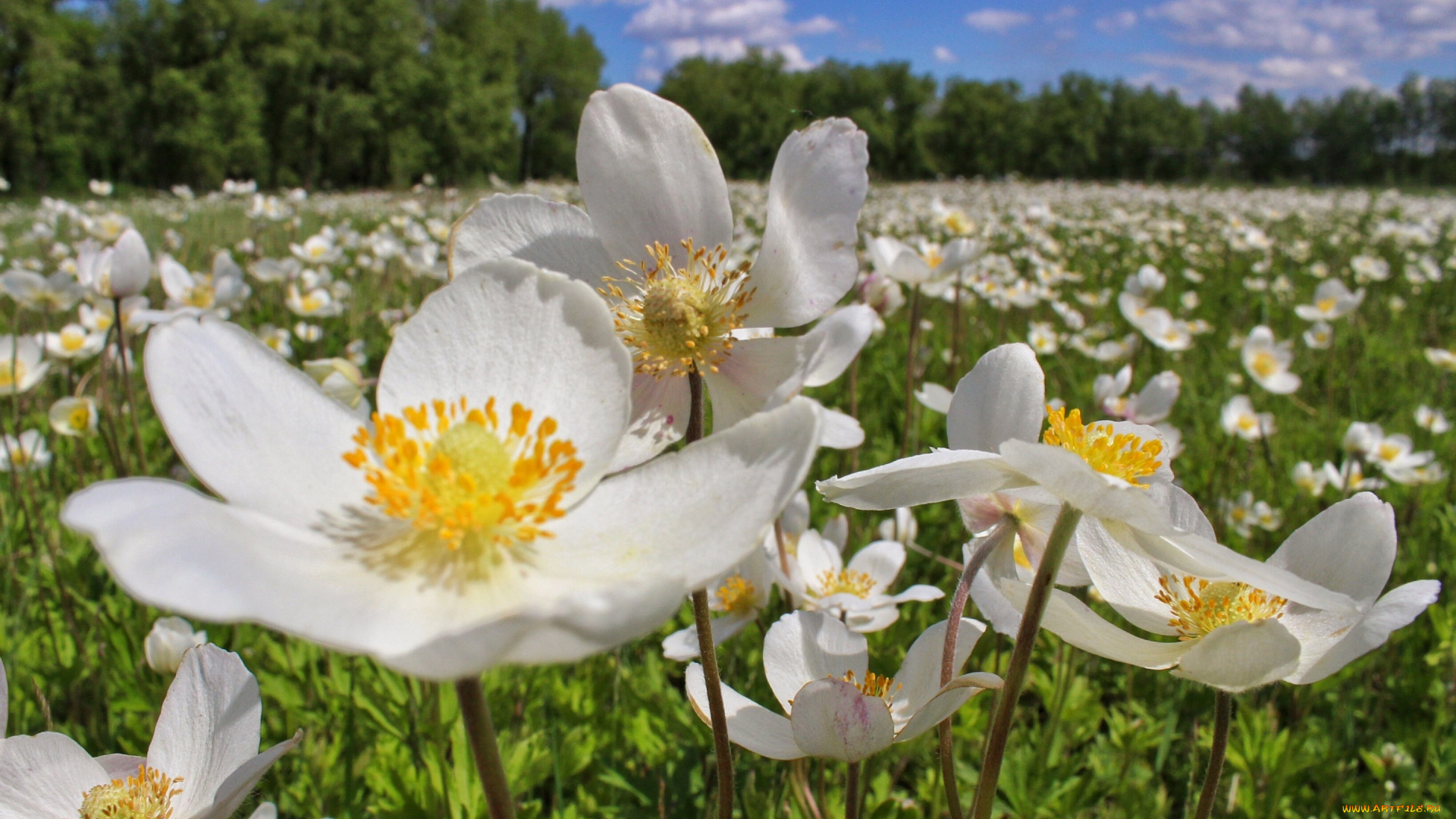 цветы, лето, белый