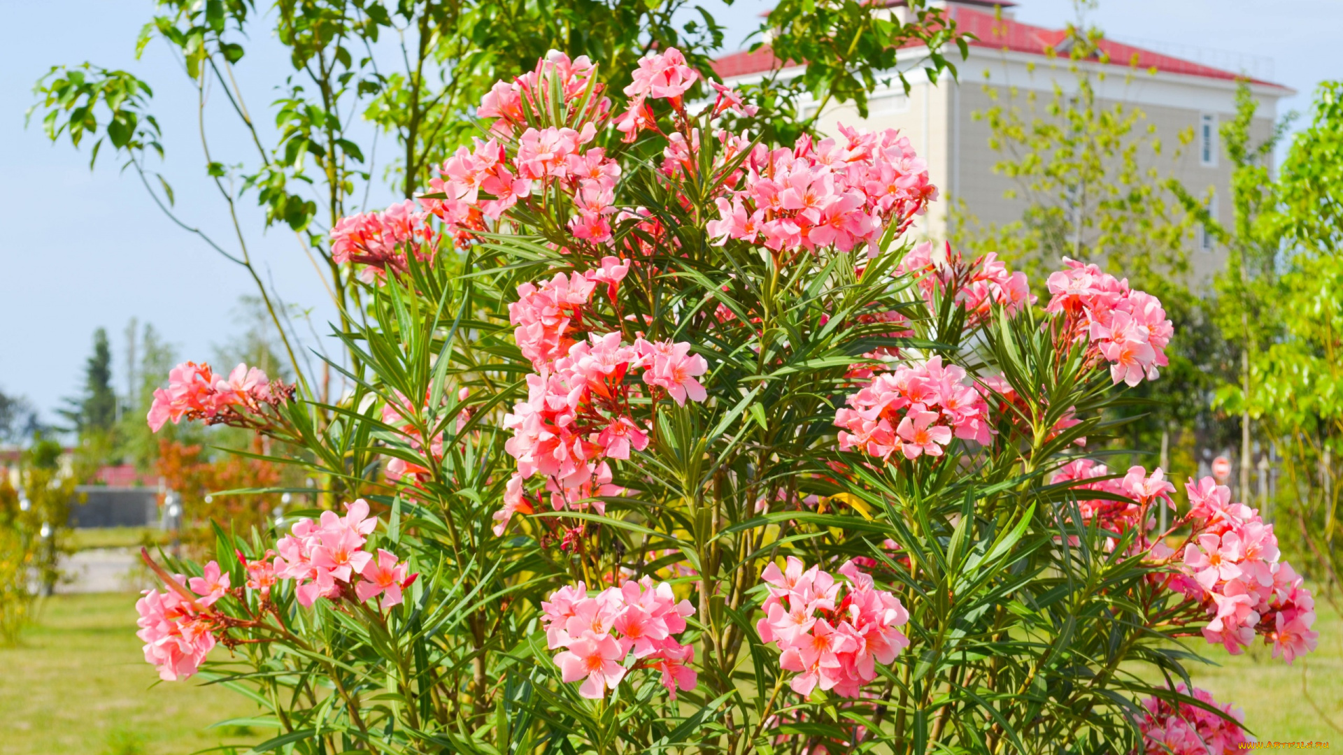 цветы, лето, олимпийский, парк, сочи, красиво, город, природа