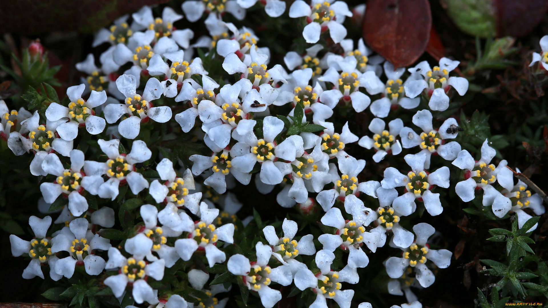 цветы, луговые, , полевые, , цветы, белые