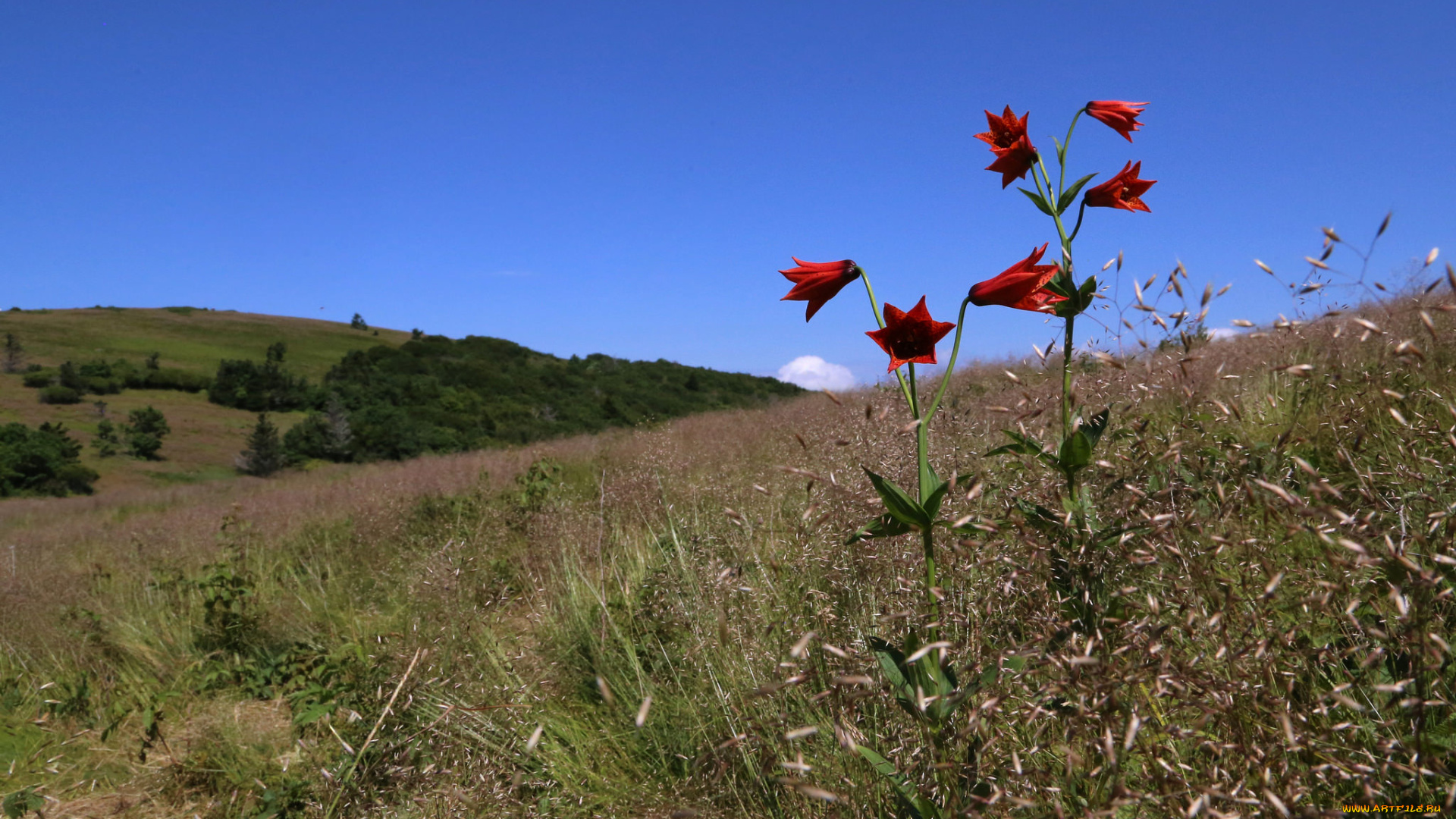 цветы, луговые, , полевые, , цветы, луг