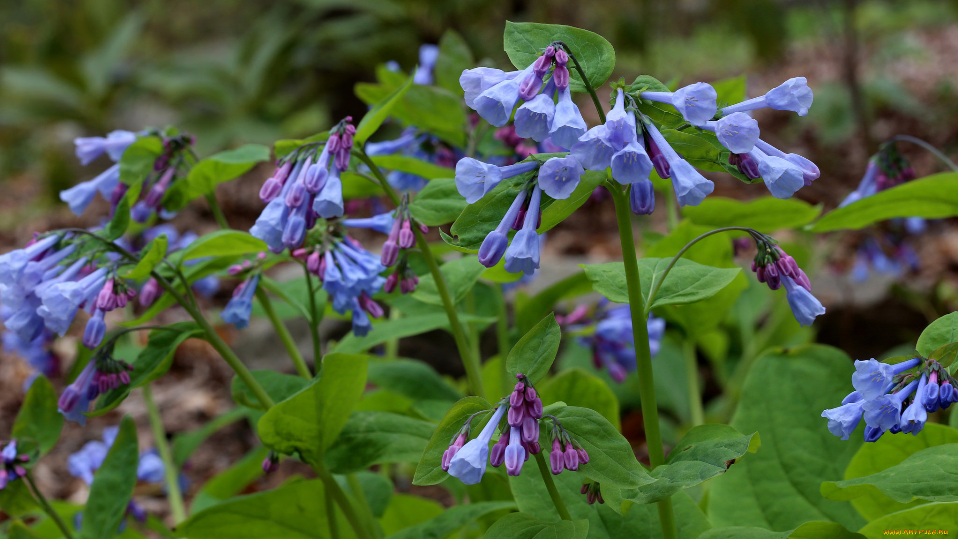 цветы, луговые, , полевые, , цветы, сиреневые