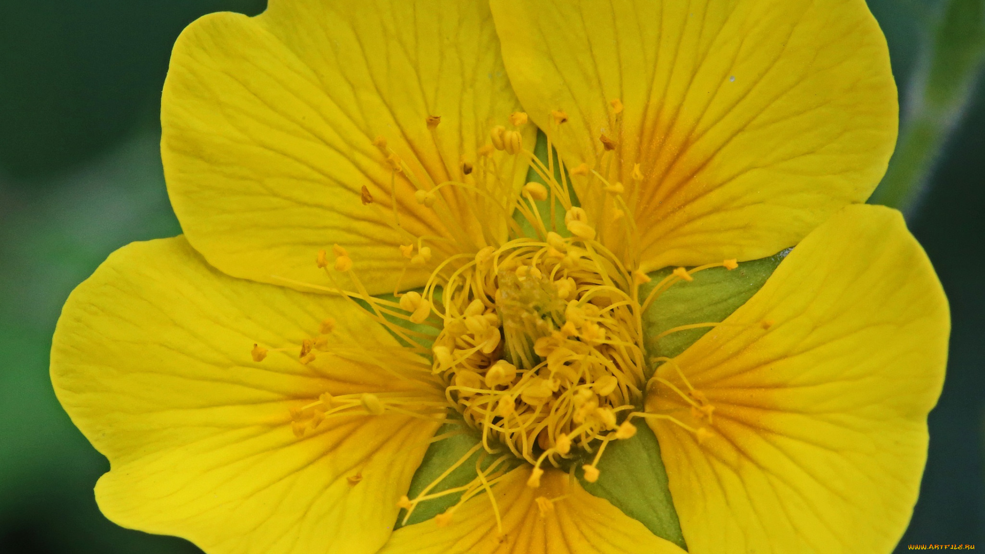 цветы, луговые, , полевые, , цветы, жёлтый