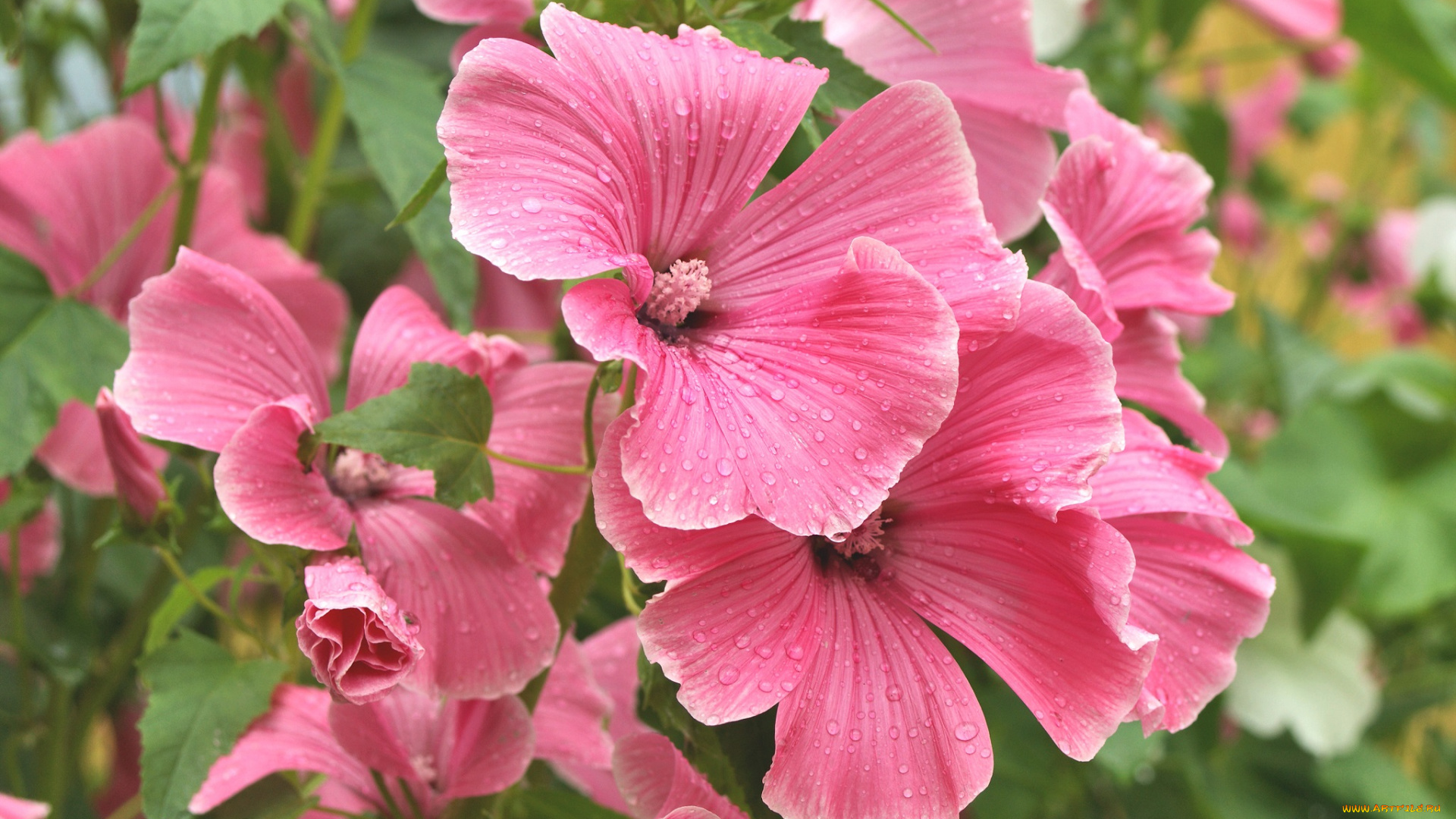 цветы, мальвы, цветник, деревня, дача