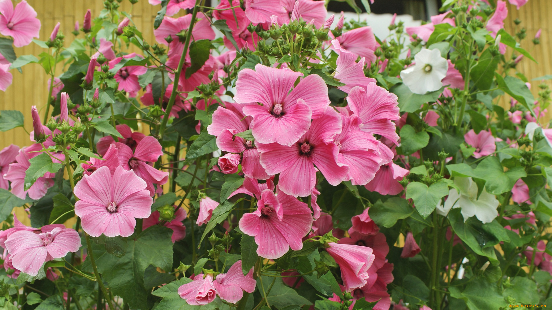 цветы, мальвы, цветник, деревня, сад, дача