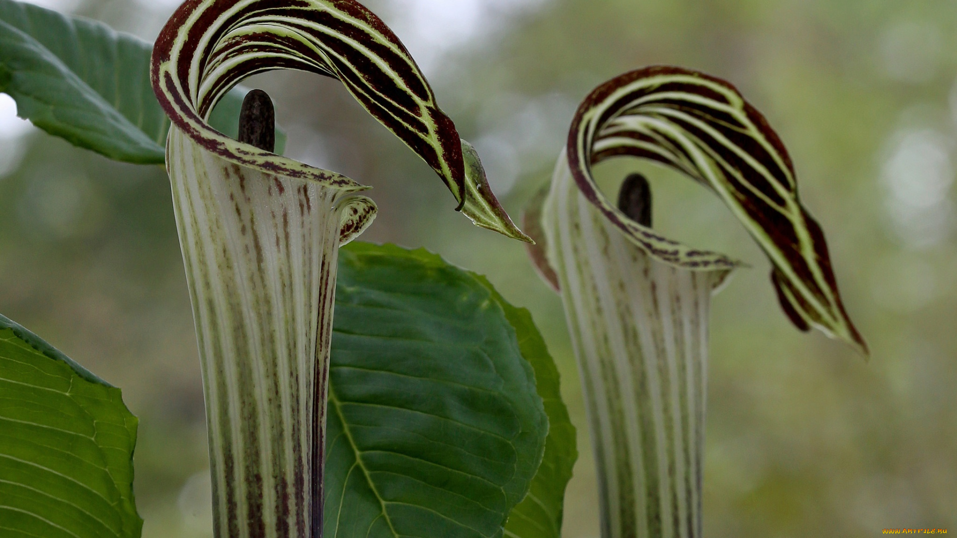 цветы, орхидеи, кувшинчики