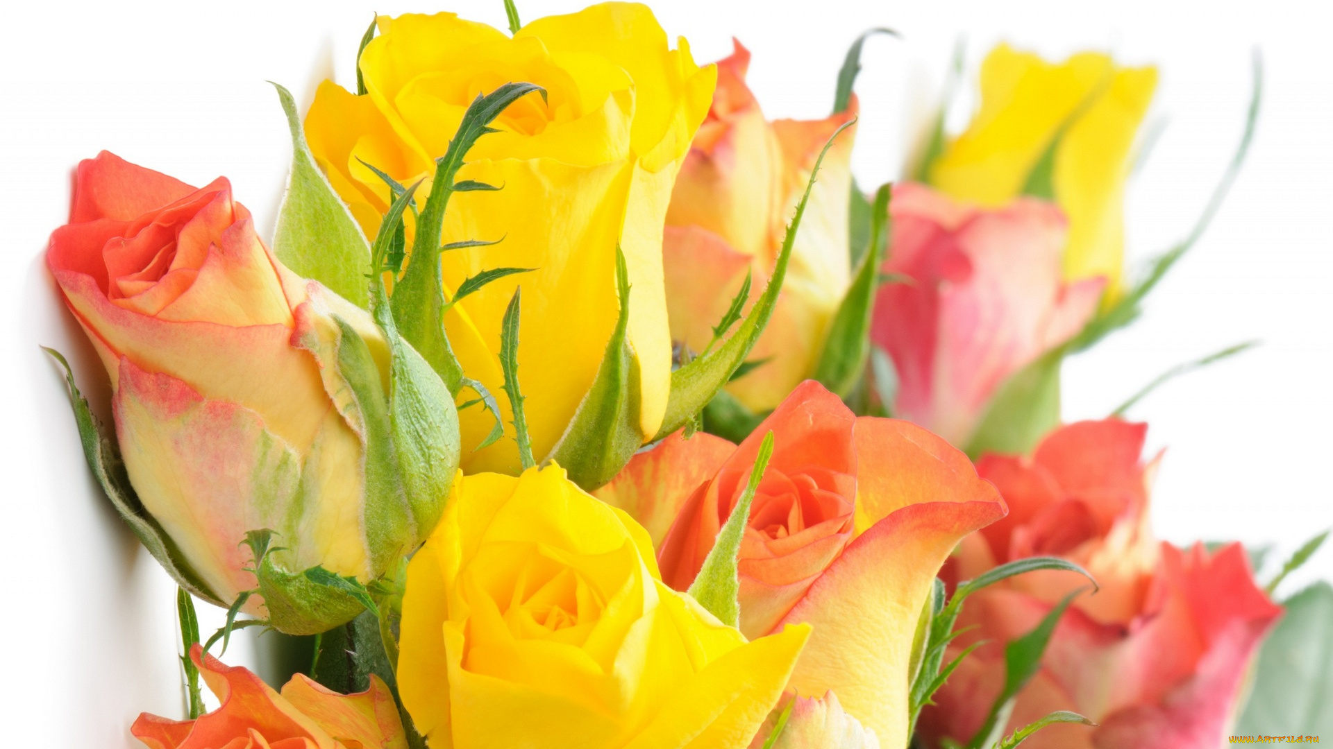 цветы, розы, белый, фон, желтый, цвет