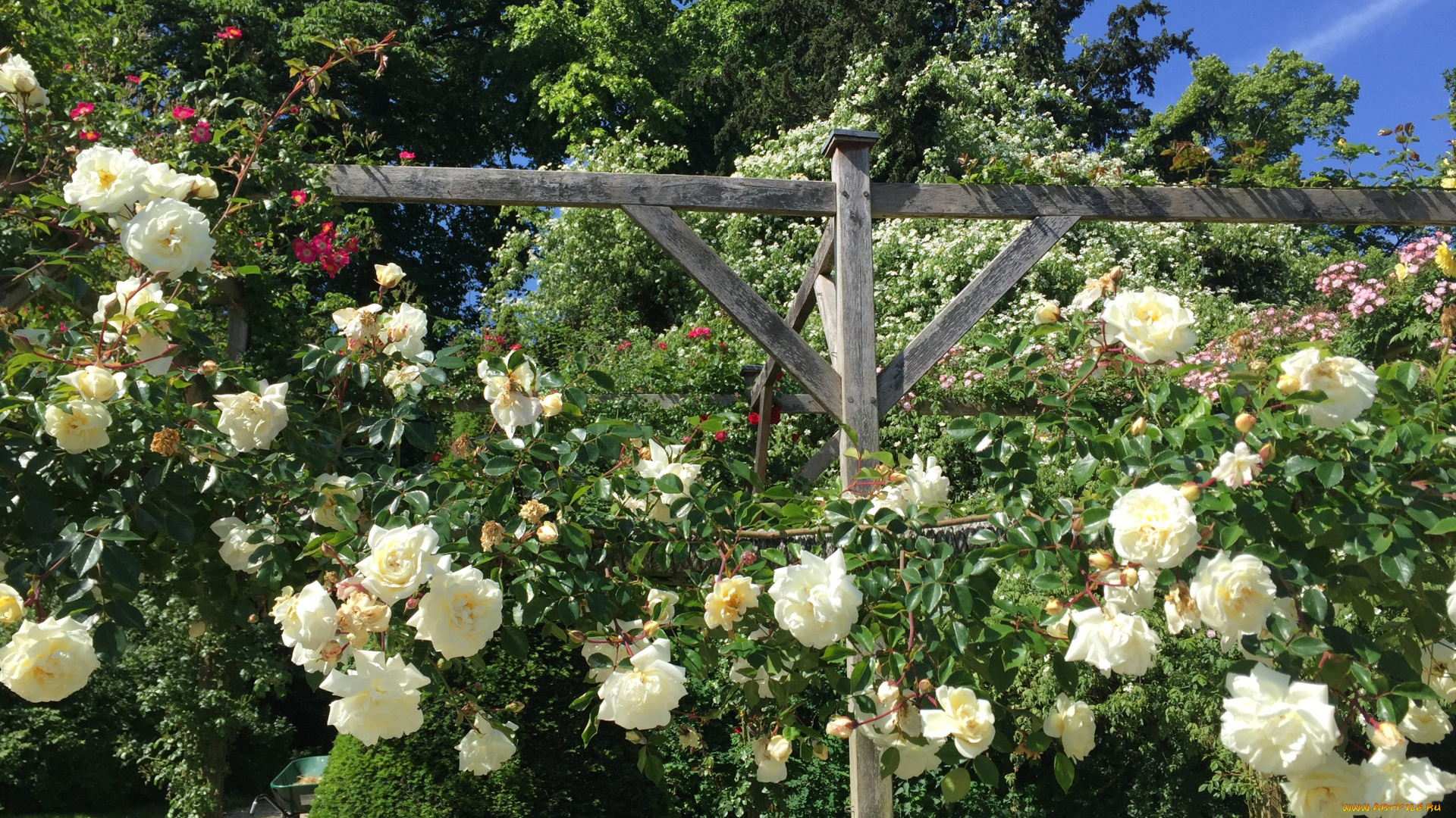 цветы, розы, парк