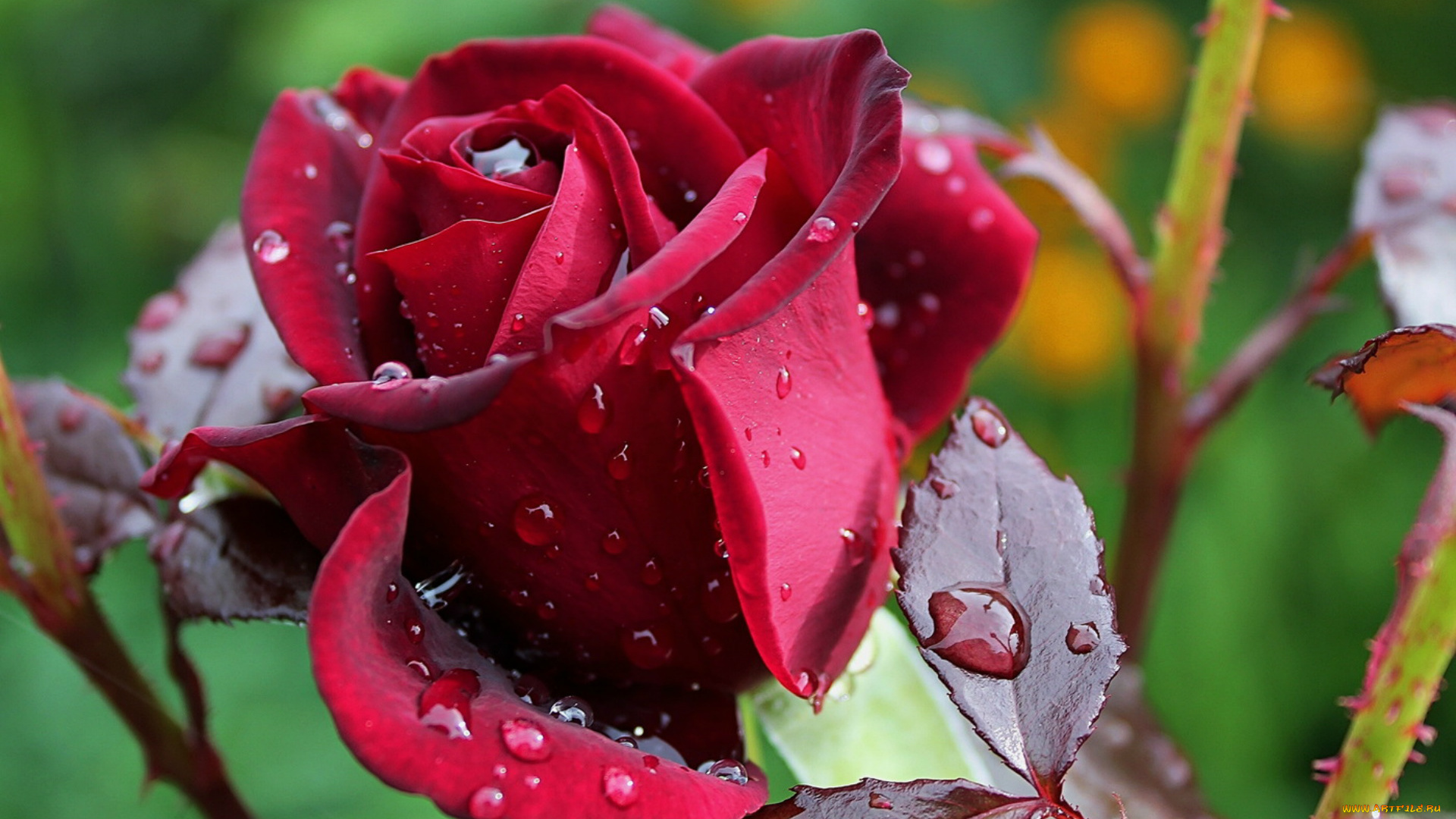 цветы, розы, размытость, роза, бордовая, капли