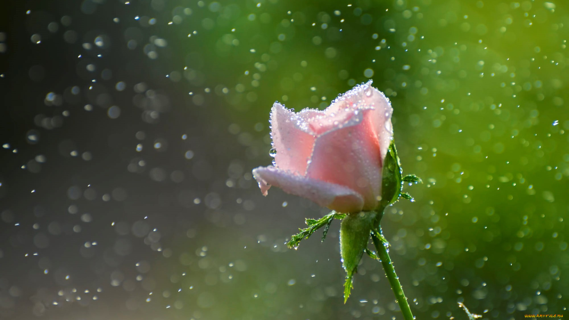 цветы, розы, розовая, роза, размытость, пыльца, капли