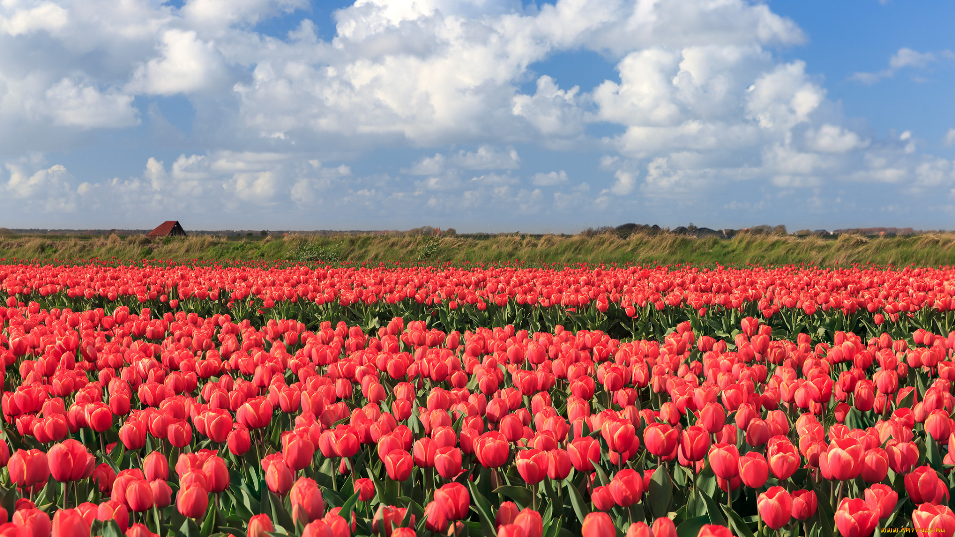 цветы, тюльпаны, цветение, разноцветные, много, лепестки