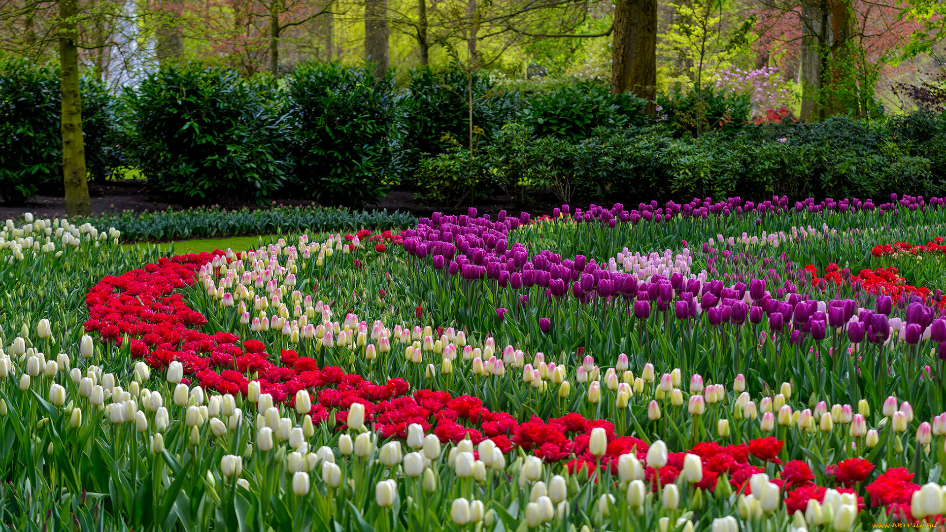 цветы, тюльпаны, много, лепестки, цветение, разноцветные