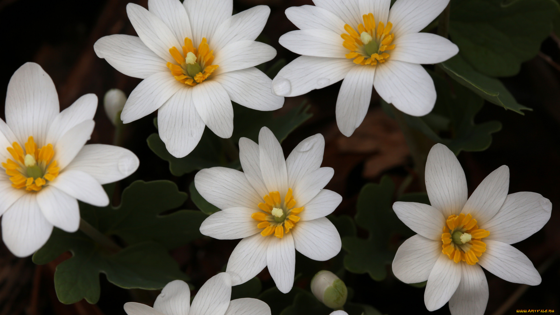 цветы, ветреницы, , печёночницы, белые