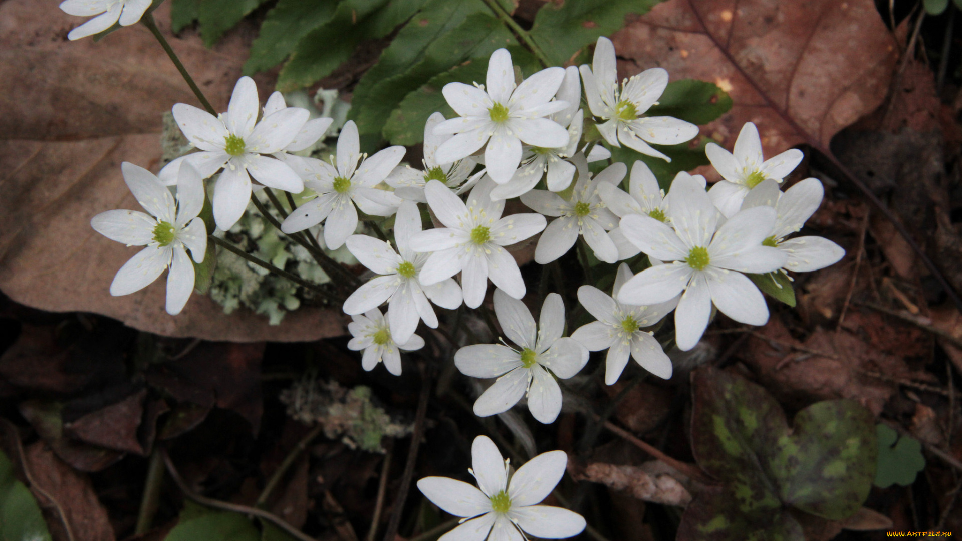 цветы, ветреницы, , печёночницы, белые