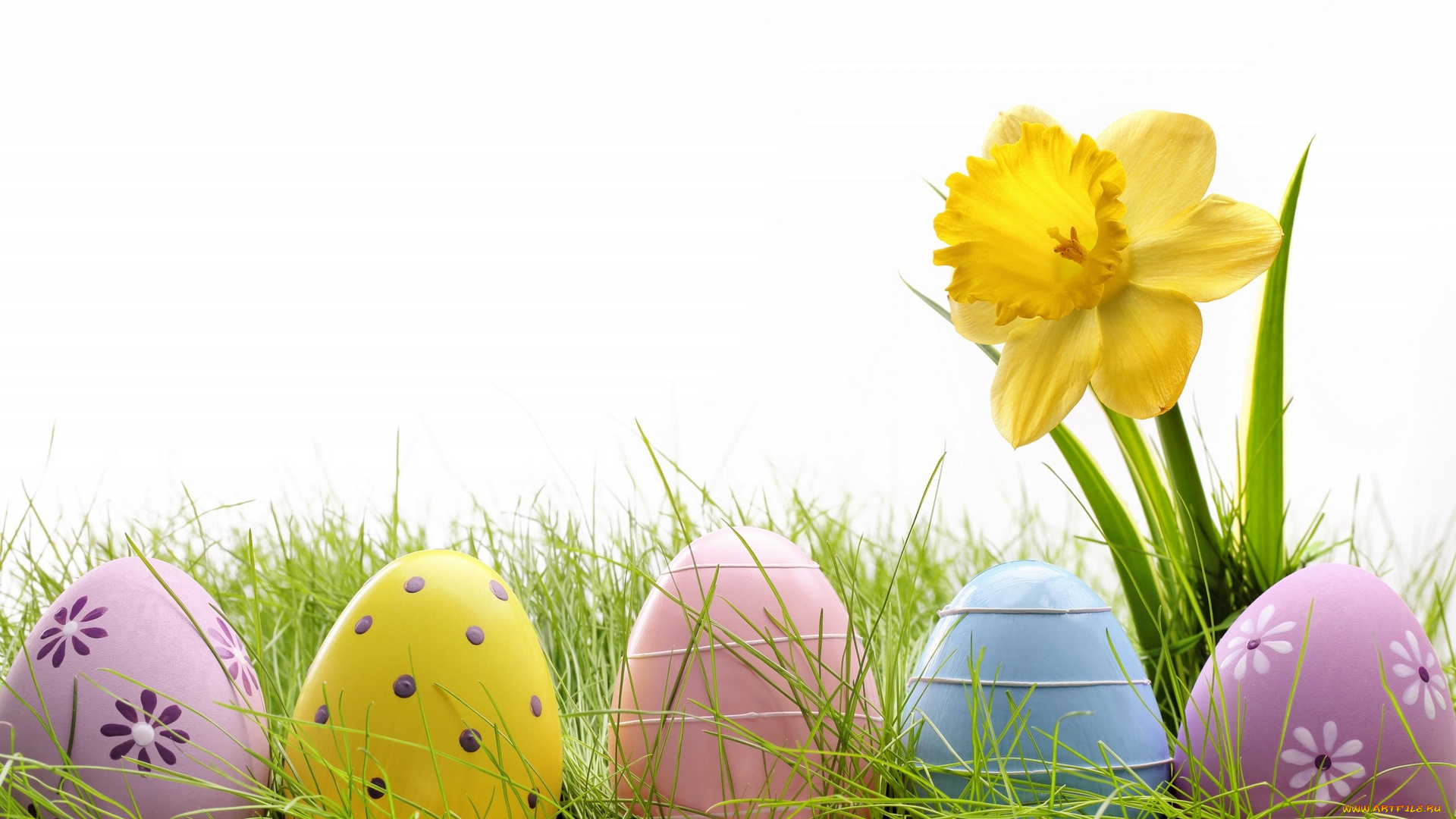 праздничные, пасха, яйцо, нарцисс, белый, фон, трава