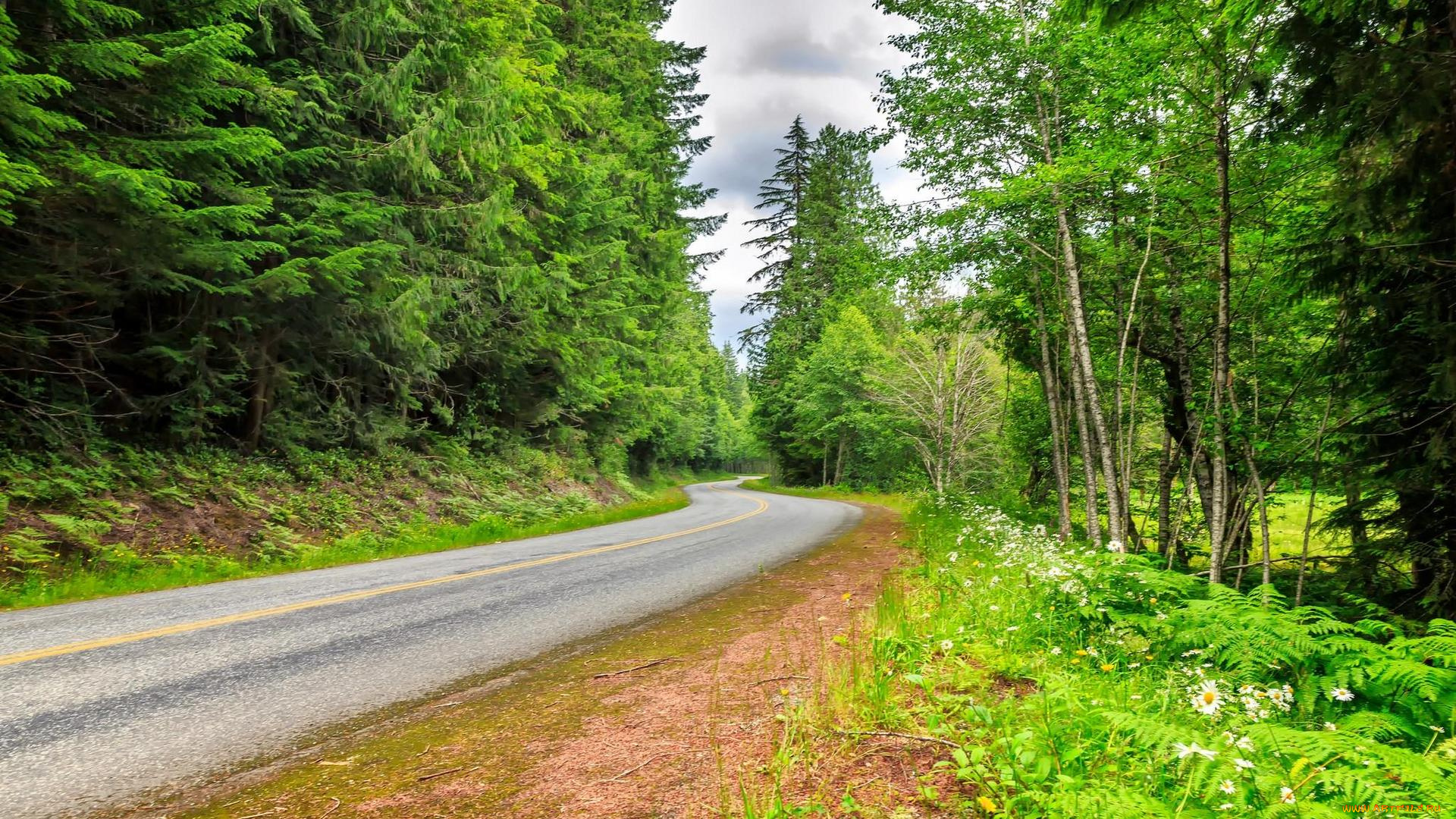 природа, дороги, пейзаж, деревья, дорога, лес