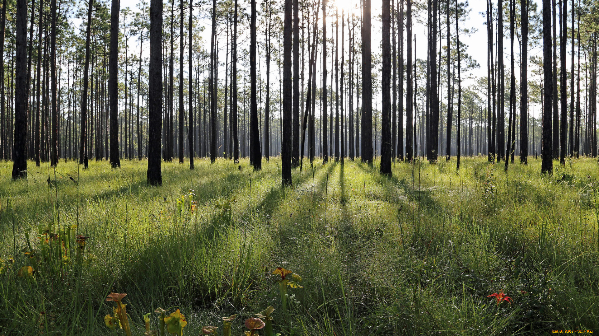 природа, лес