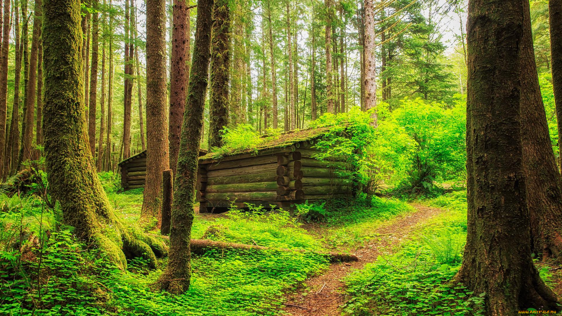 природа, лес, пейзаж, тропинка, домик, деревья