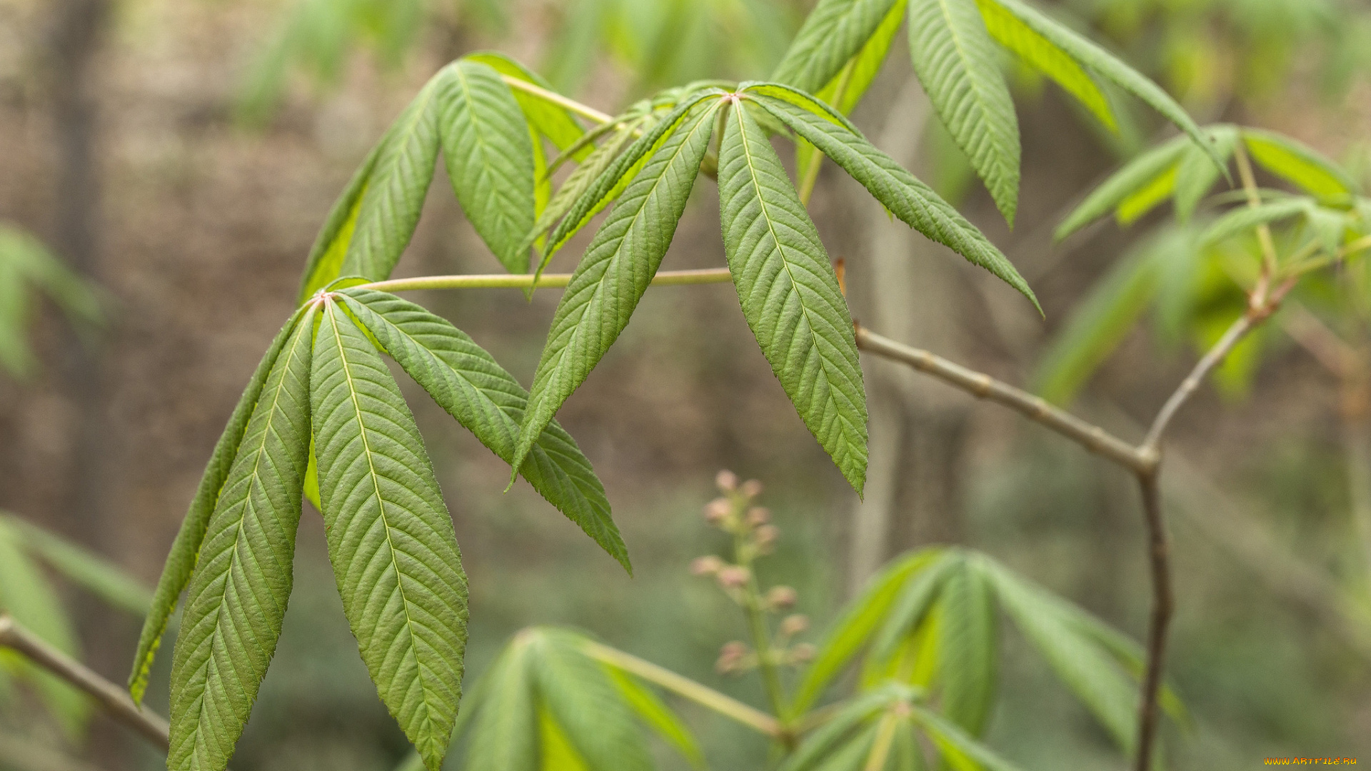 природа, листья