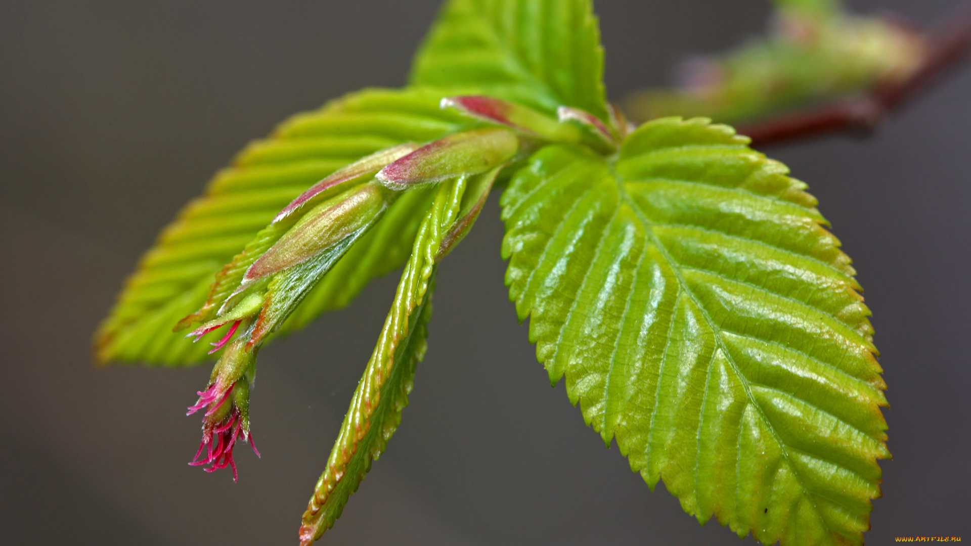 природа, листья, листочки