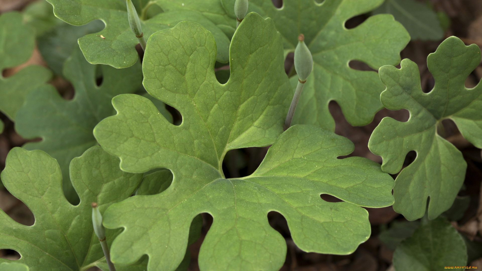 природа, листья, трава