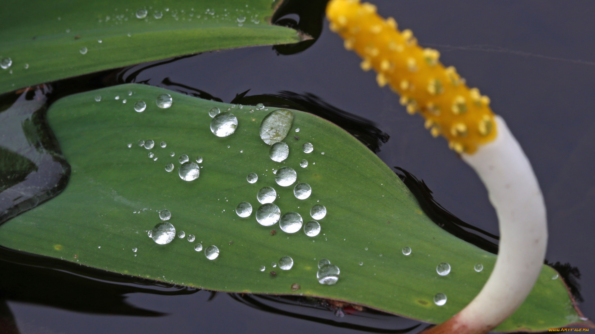 природа, макро, капли