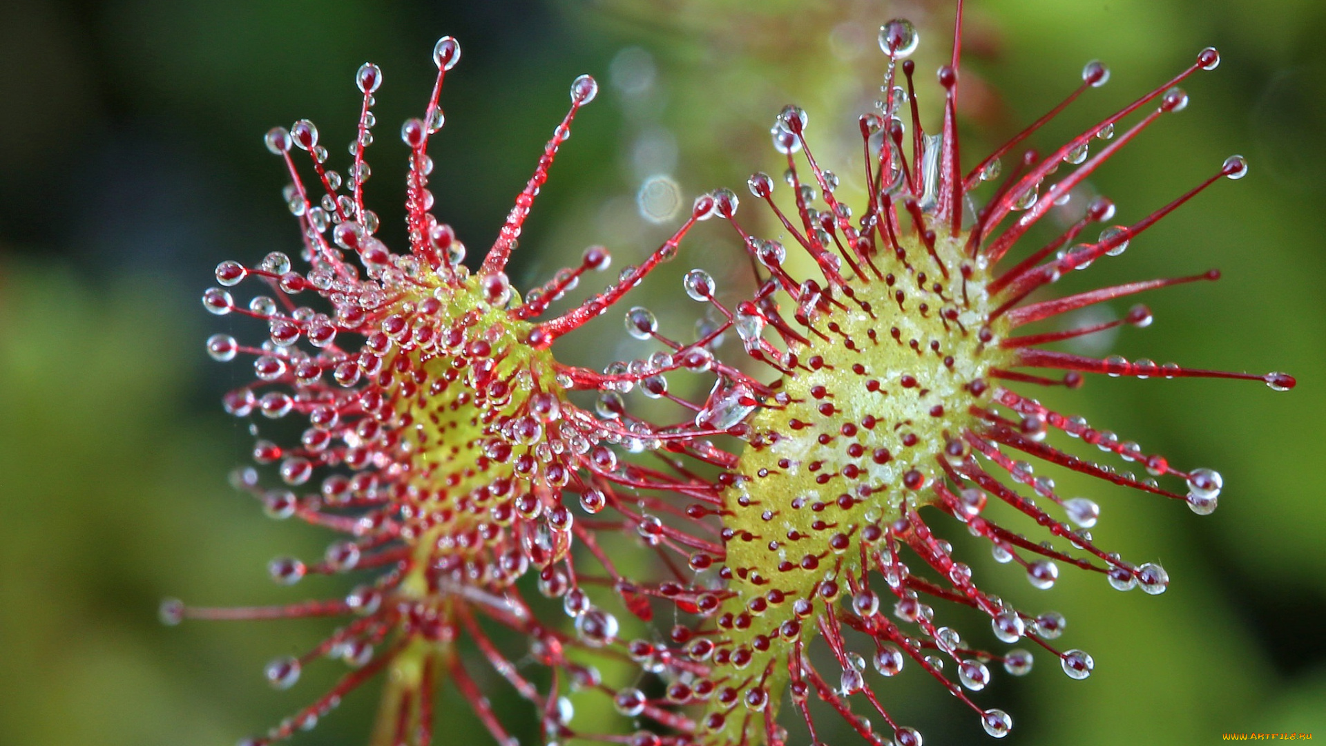 природа, макро, мухоловка