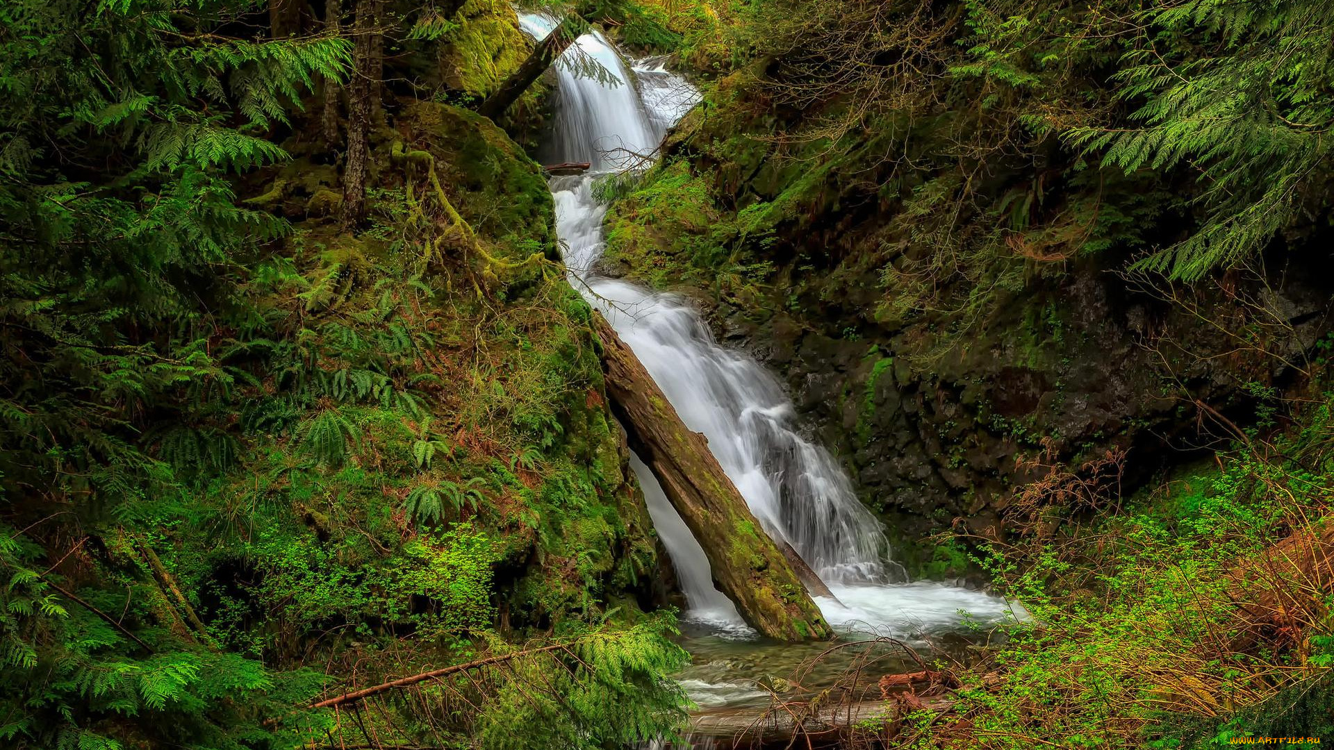 природа, водопады, водопад, деревья, лес