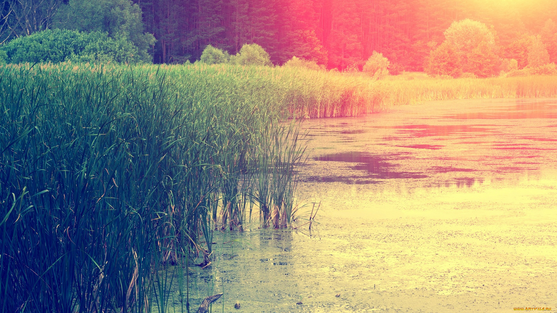 природа, восходы, закаты, солнце, растения, деревья, водоем