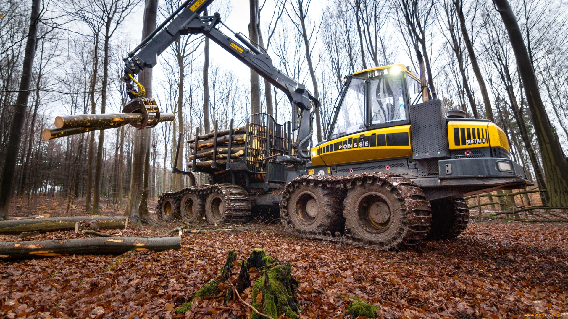 техника, лесоповалочная, техника, лесозаготовка