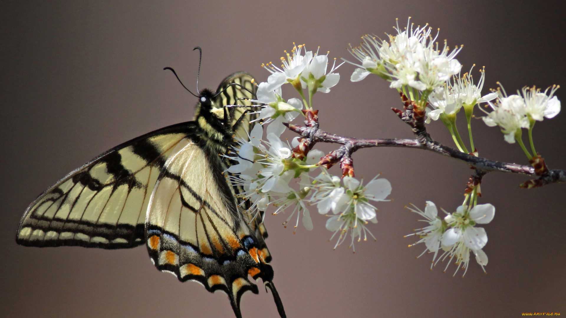 животные, бабочки, , мотыльки, , моли, бабочка