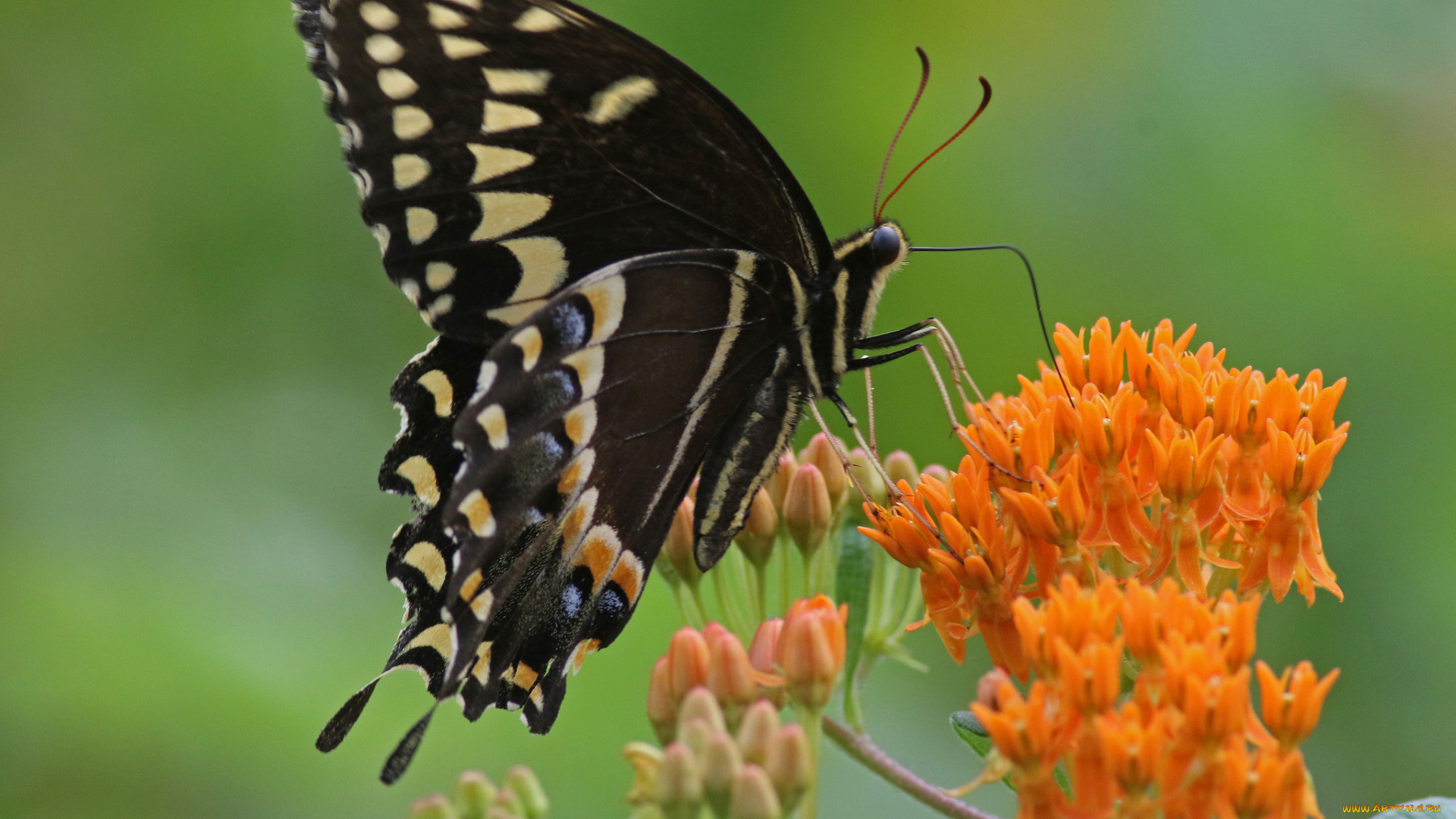 животные, бабочки, , мотыльки, , моли, бабочка