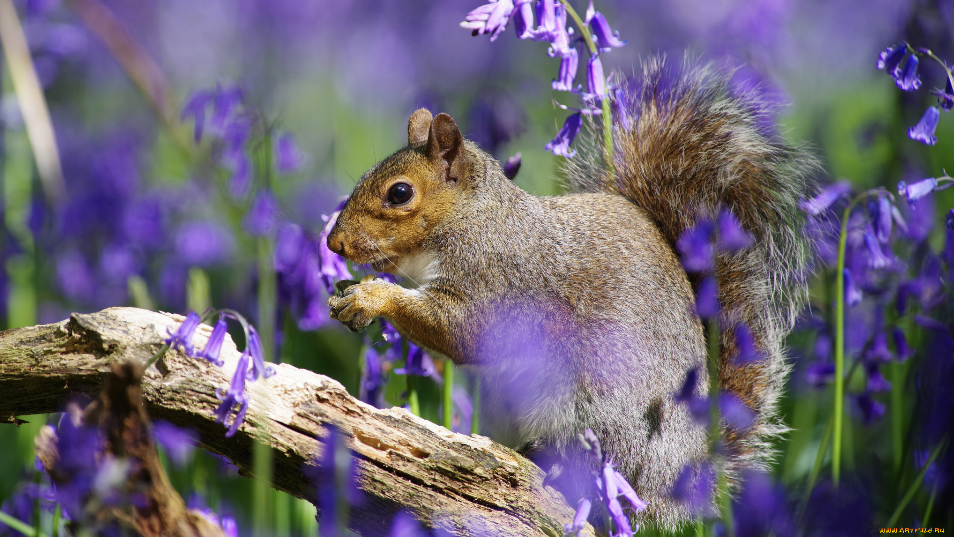 животные, белки, белка, милашка, хвостик, лапки, ушка