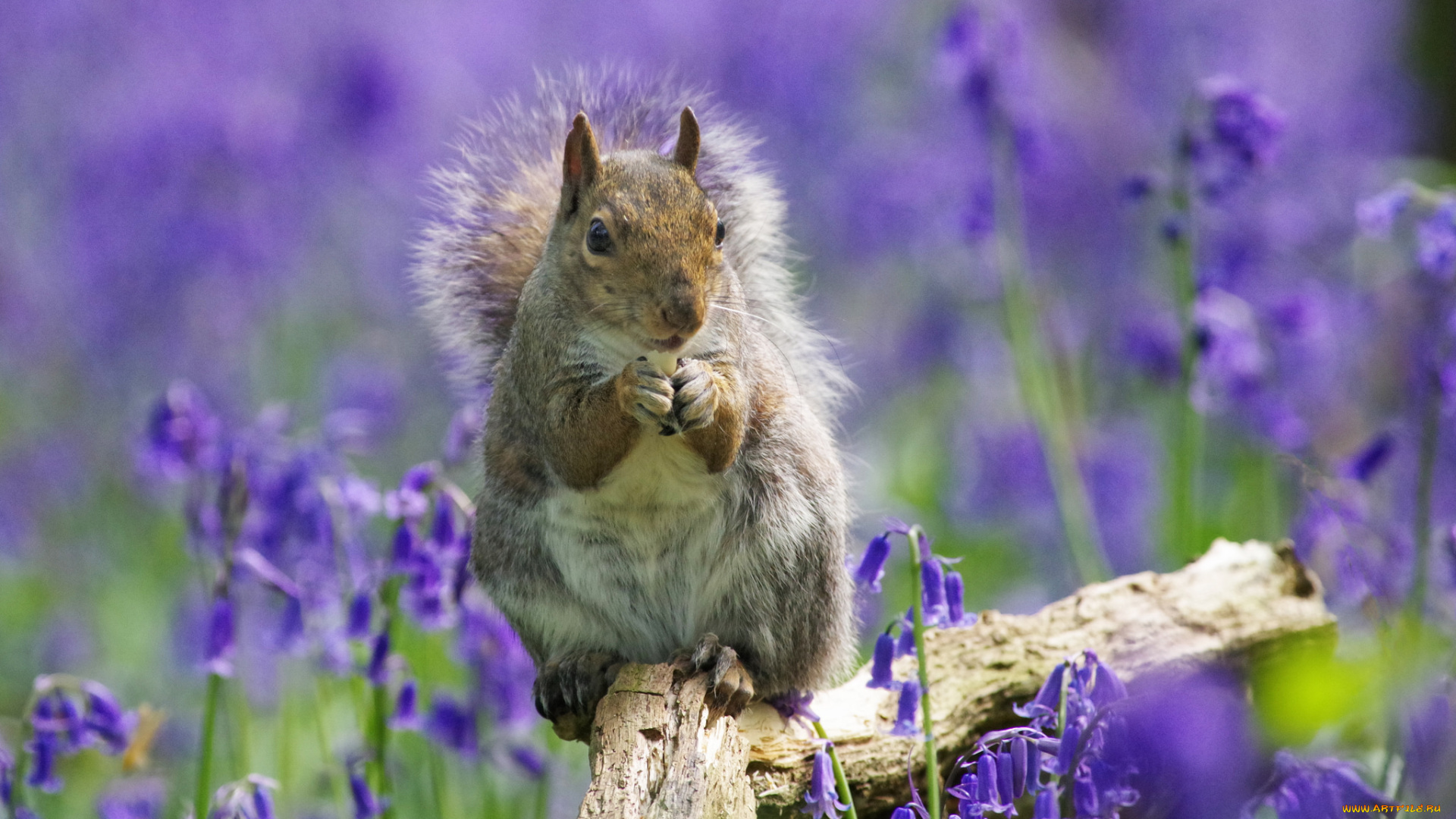 животные, белки, белка, ушка, хвостик, лапки, милашка
