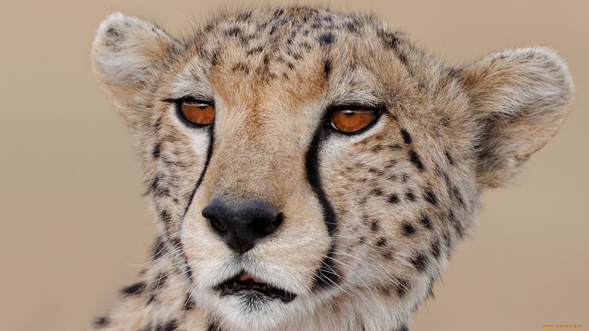 животные, гепарды, морда