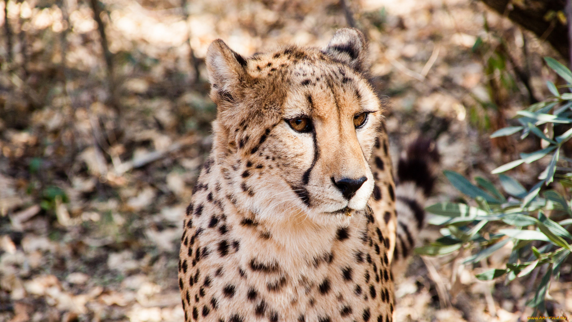 животные, гепарды, солнце, расцветка, животное, взгляд