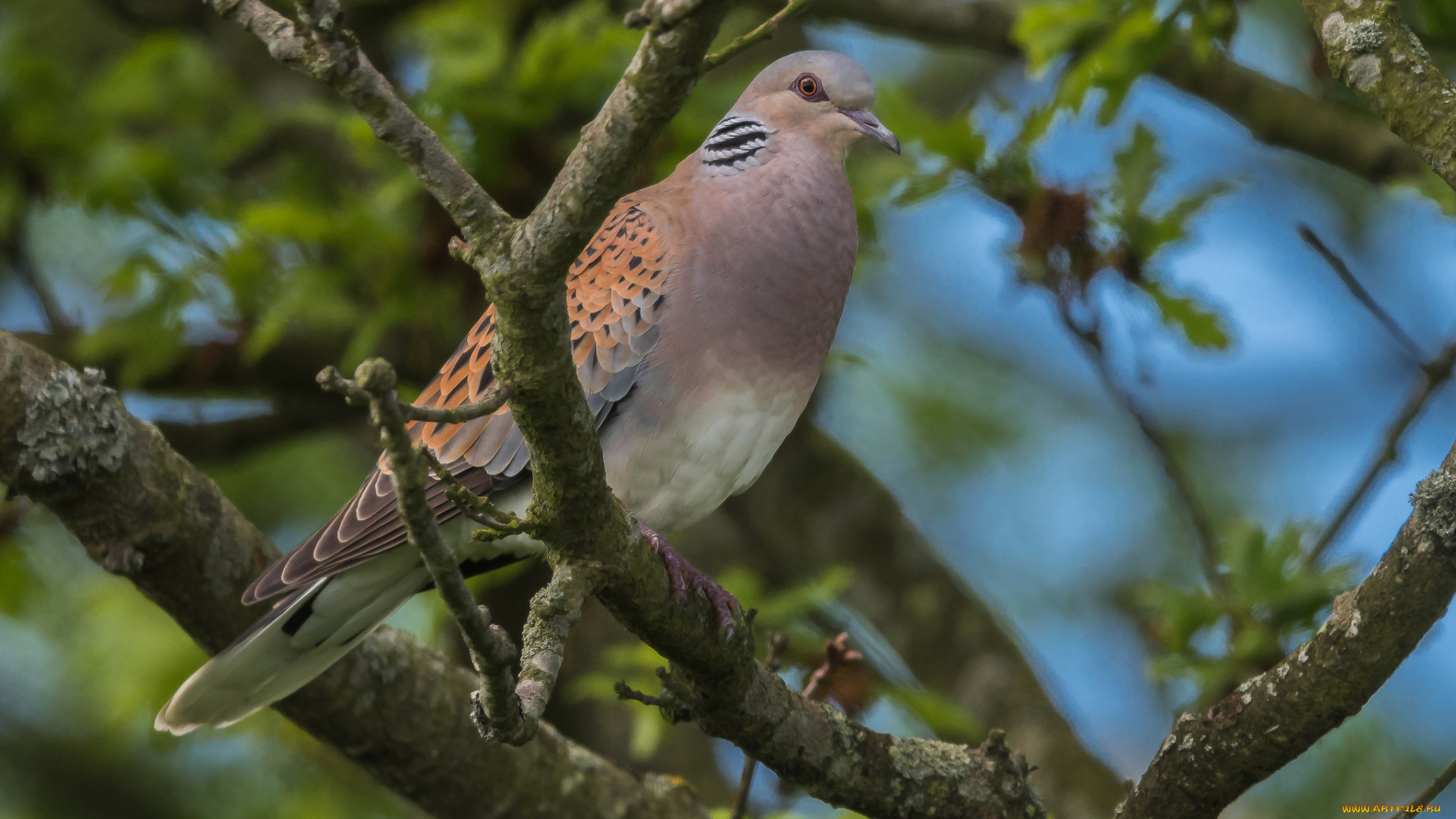 животные, голуби, птичка