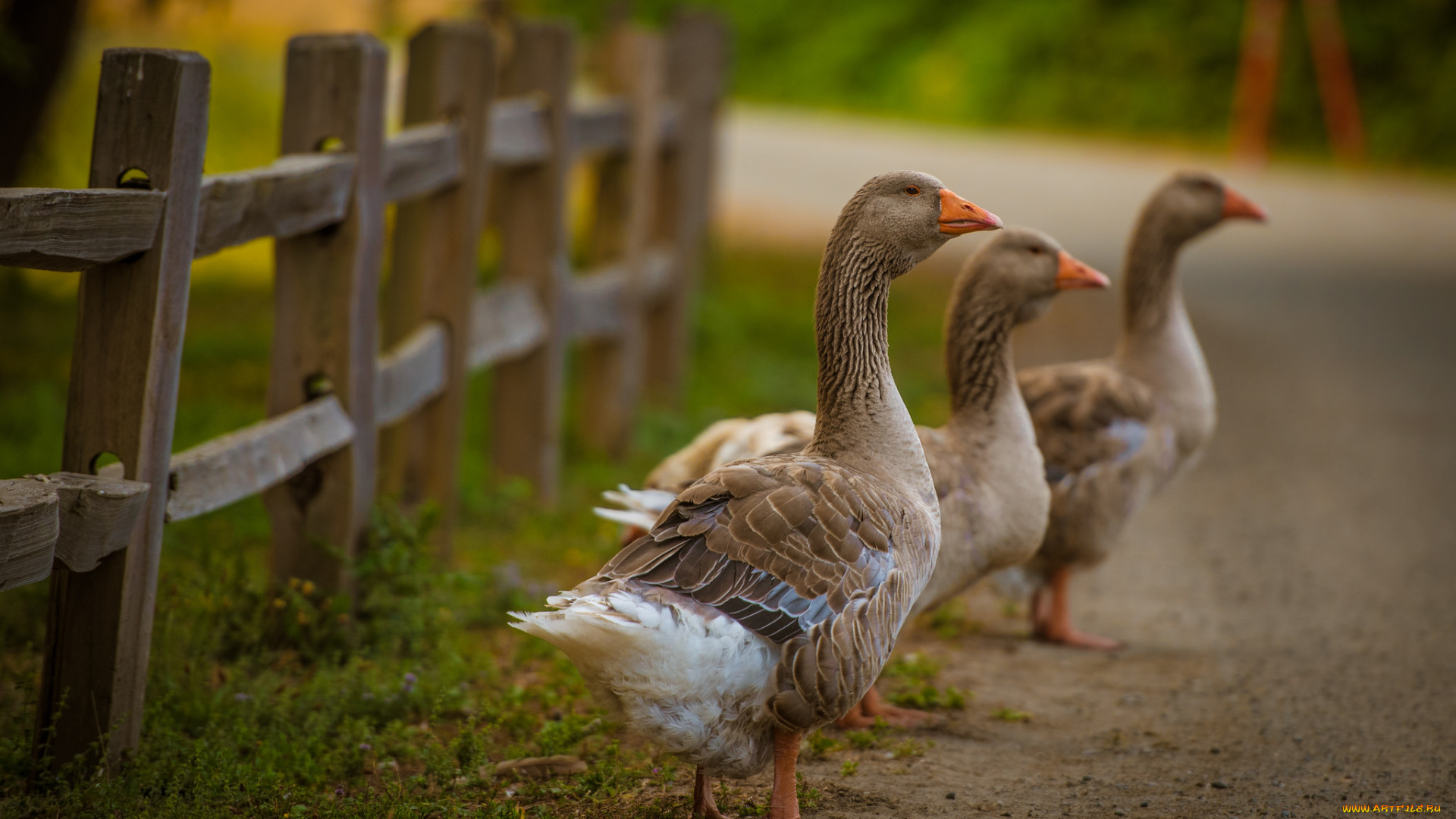 животные, гуси, птичка