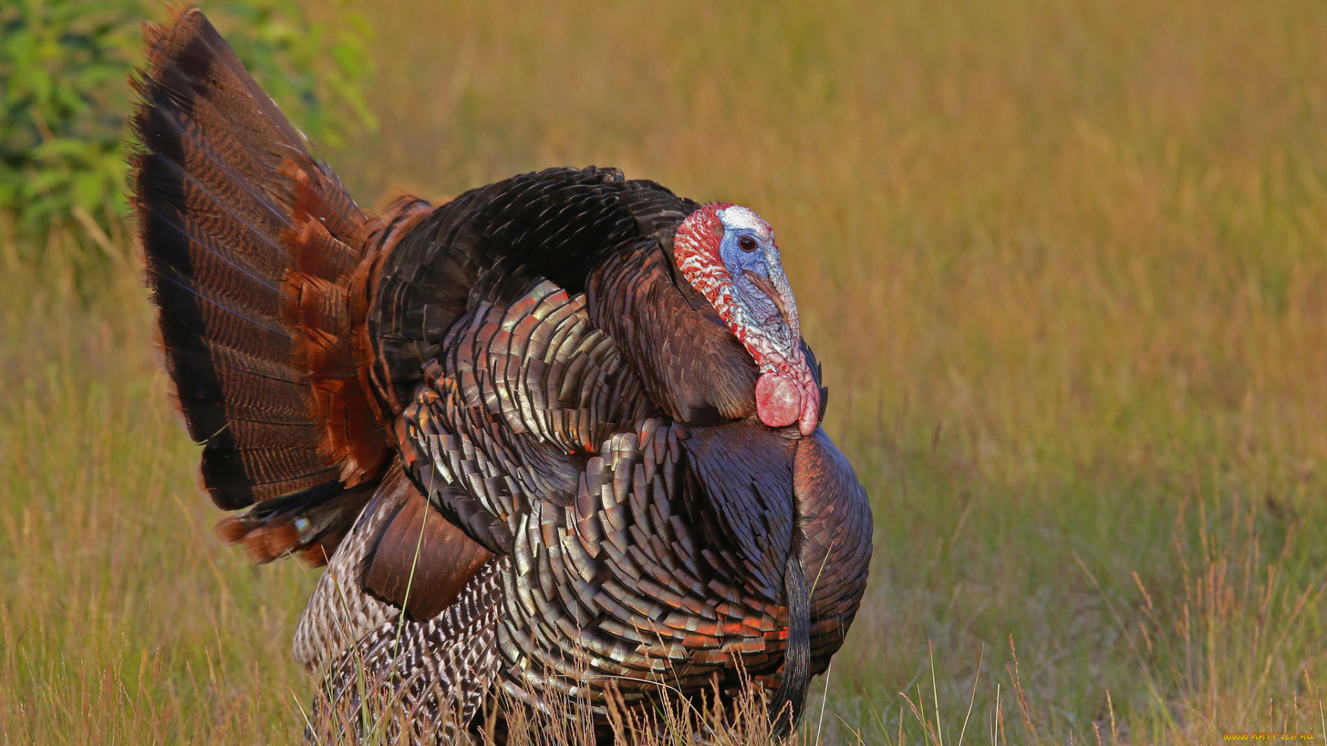животные, индюки, птичка