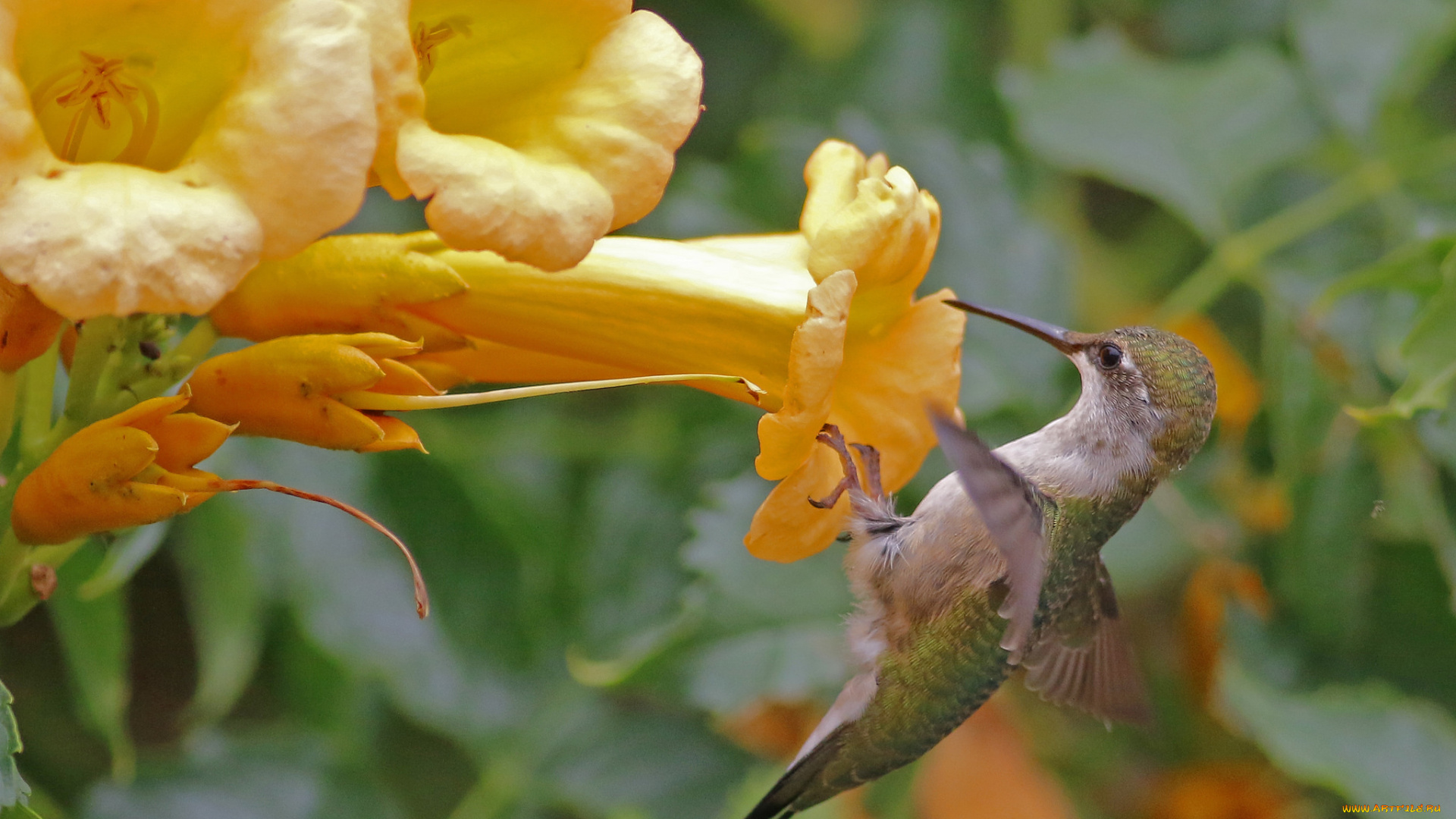 животные, колибри, птичка